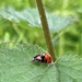 Ladybird love  by pattyblue