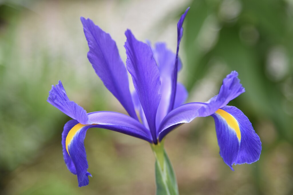 Purple And Yellow Iris by mamabec