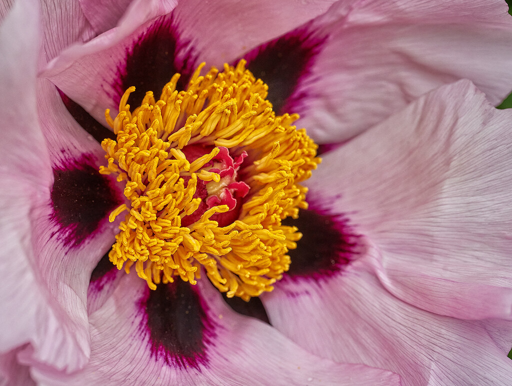 Rocki Peony Flower Centre by gardencat