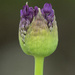 Allium by fayefaye