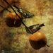 Wax eye and persimmon copy by yorkshirekiwi
