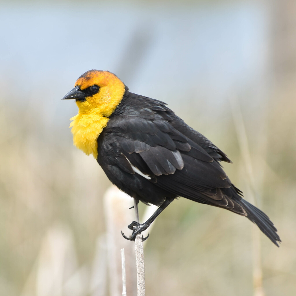 Yellow-headed Blackbird by bjywamer