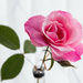The First Rose from our Garden by tina_mac