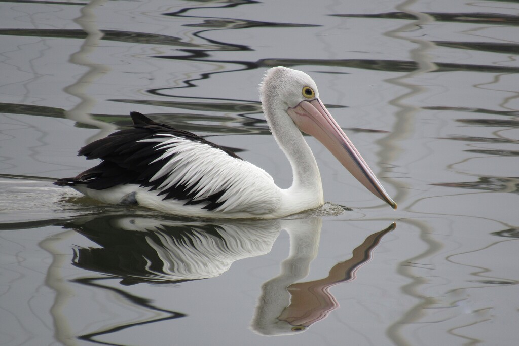 A local pelican out for a fish by johnfalconer