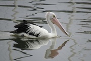 24th May 2022 - A local pelican out for a fish