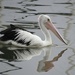 A local pelican out for a fish by johnfalconer