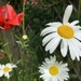 Flowers by wakelys