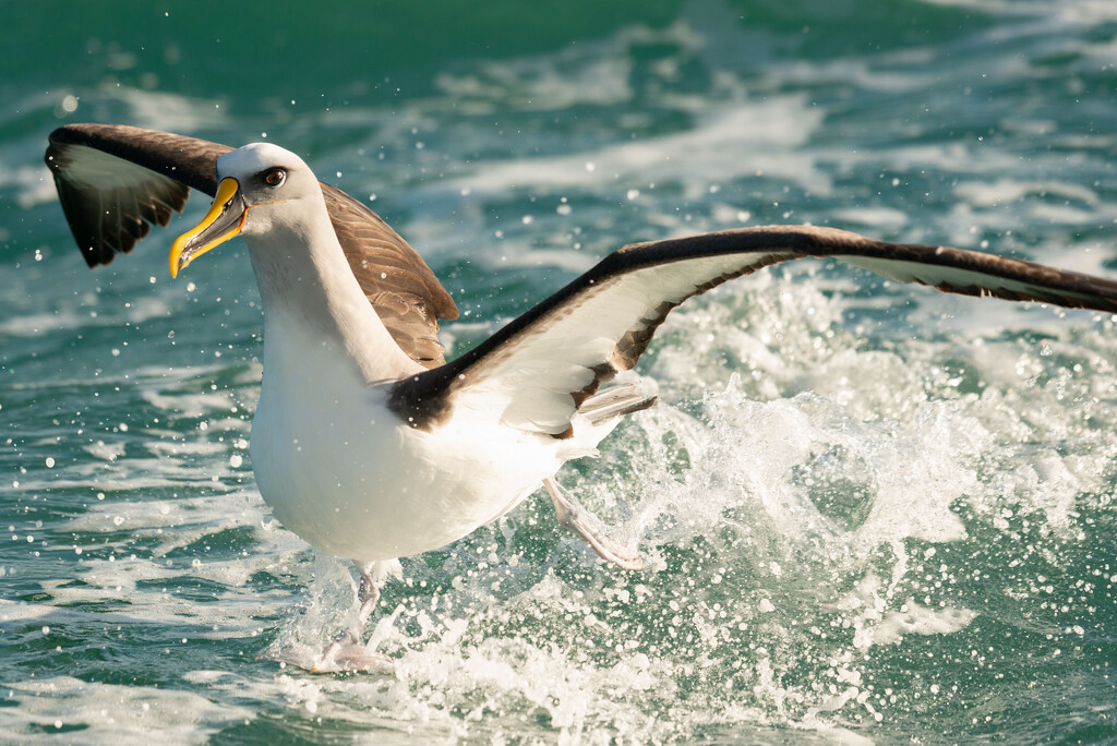Albatross by yaorenliu