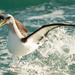 Albatross by yaorenliu