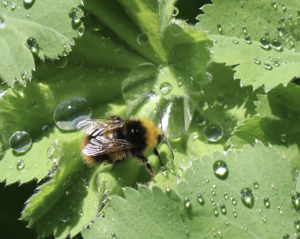 Bee enjoying water droplets  by jeremyccc