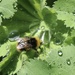 Bee enjoying water droplets  by jeremyccc