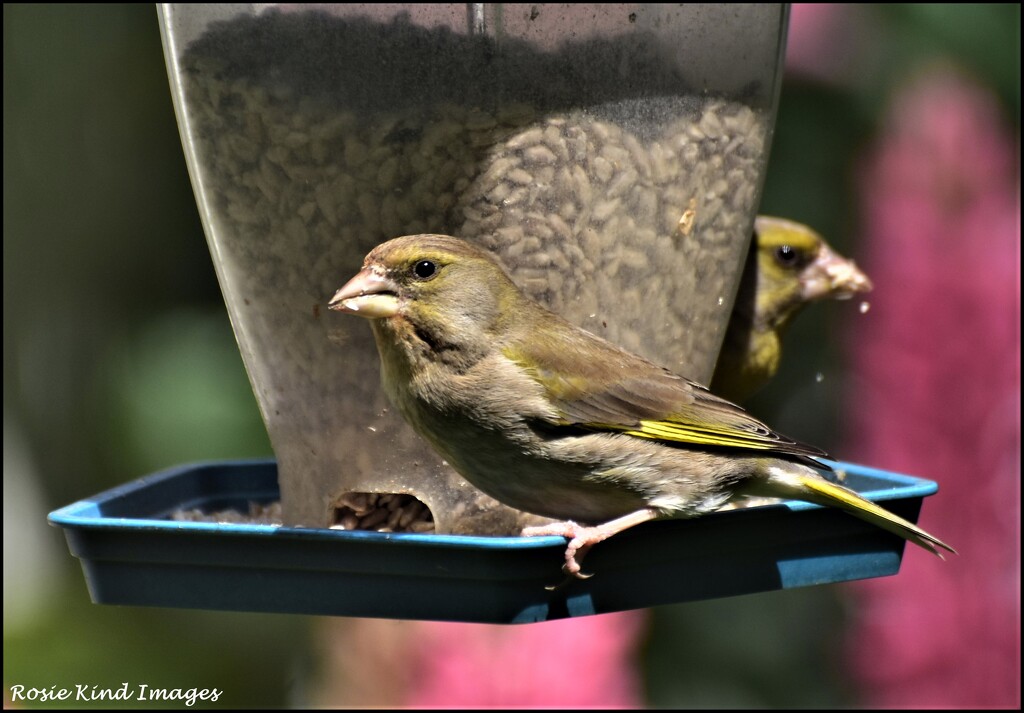 A lovely pair of greenfinches by rosiekind