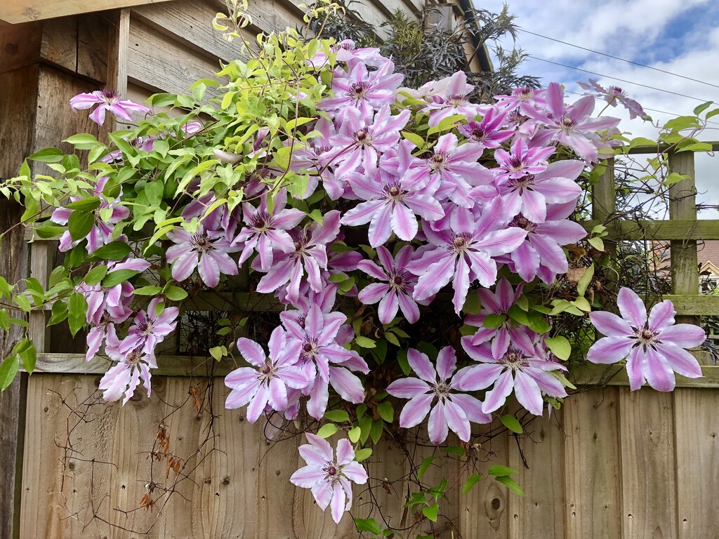 Clematis Nelly Moser  by susiemc