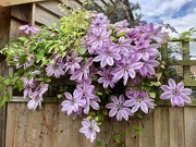 22nd May 2022 - Clematis Nelly Moser 