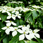 22nd May 2022 - The Dogwoods Are In Bloom