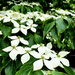 The Dogwoods Are In Bloom