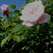 The first of my roses out now by snowy