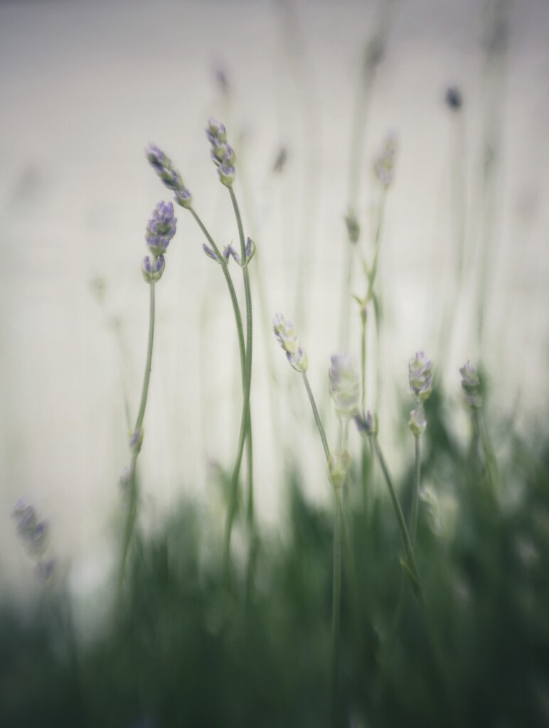 ~~lavender~~ by motherjane