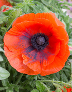 24th May 2022 - Enormous poppy
