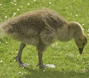 24th May 2022 - Gosling