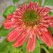 Double Scoop Cranberry Coneflower by 2022julieg