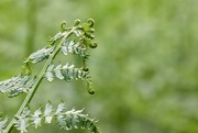 24th May 2022 - Frond