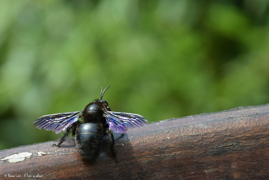 large black bee by parisouailleurs
