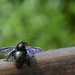 large black bee by parisouailleurs