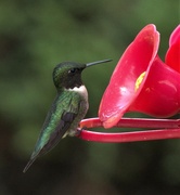 24th May 2022 - Female Hummingbird 