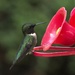 Female Hummingbird  by radiogirl