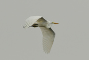 9th May 2022 - White Beauty in Flight