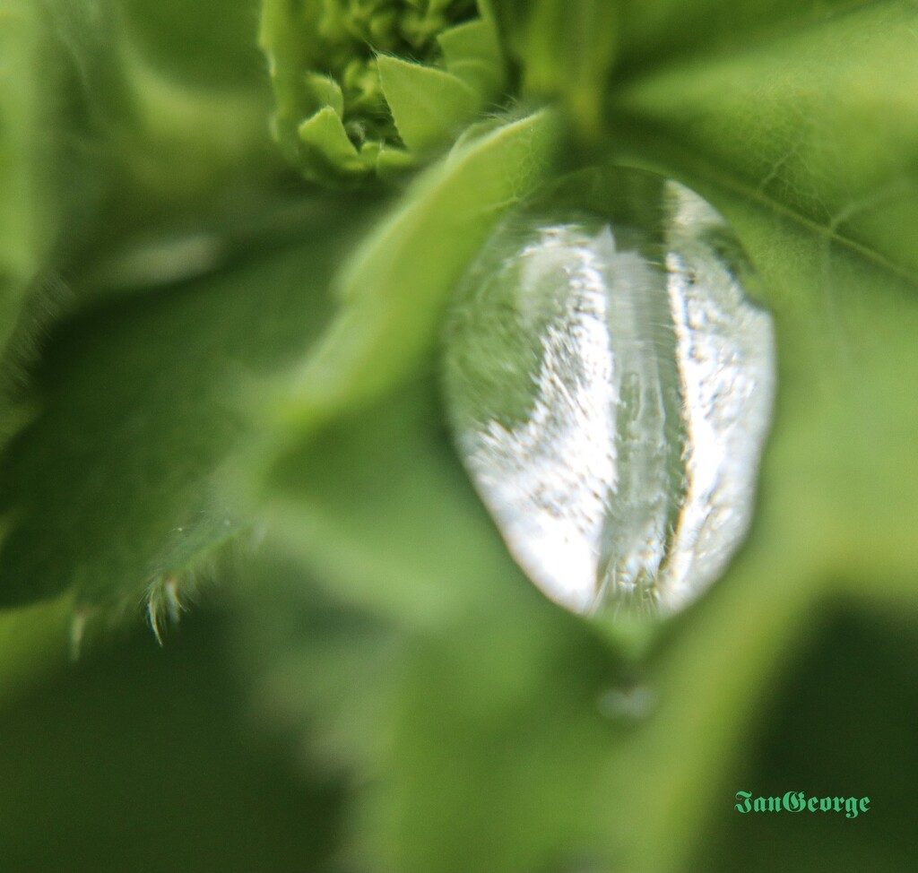 Raindrops gathering on a leaf by nodrognai