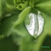 Raindrops gathering on a leaf