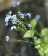 24th May 2022 - The Forget Me Not Fairy