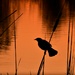 Blackbird at Dusk by kareenking