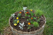 24th May 2022 - Flower barrel planted