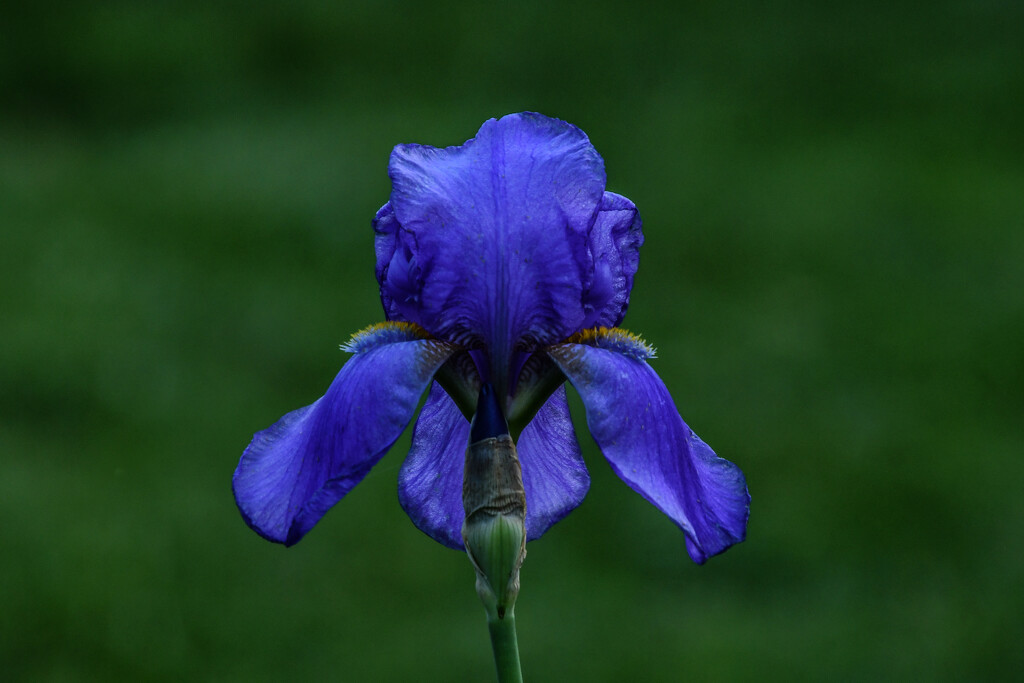 My Iris by kareenking