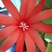 My orange cactus flower. by grace55