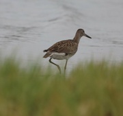 14th May 2022 - Willet