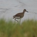 Willet by pfaith7