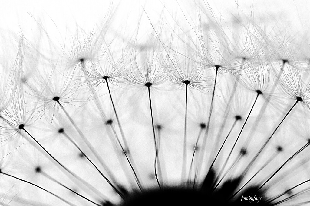 Dandelion seeds by fayefaye