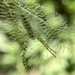 Tiny Garden Orb Weaver by metzpah