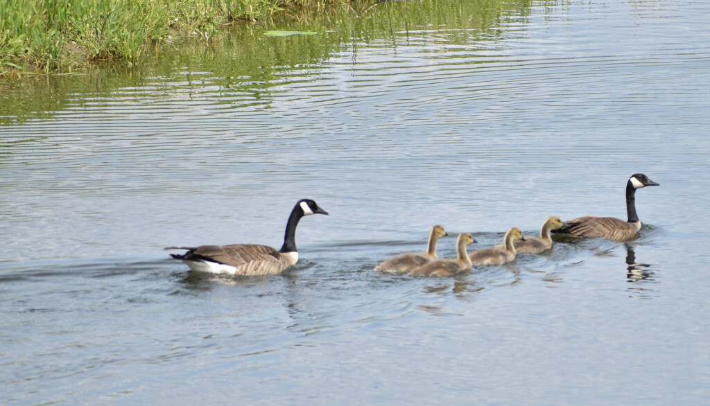 Canada Goose Family by bjywamer