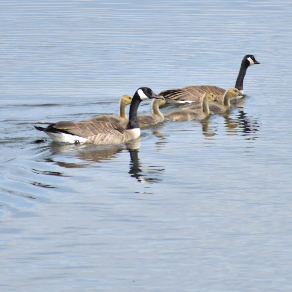 Canada Goose Family-View #2 by bjywamer