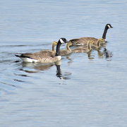 23rd May 2022 - Canada Goose Family-View #2
