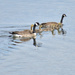 Canada Goose Family-View #2