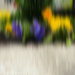 abstracted pansies