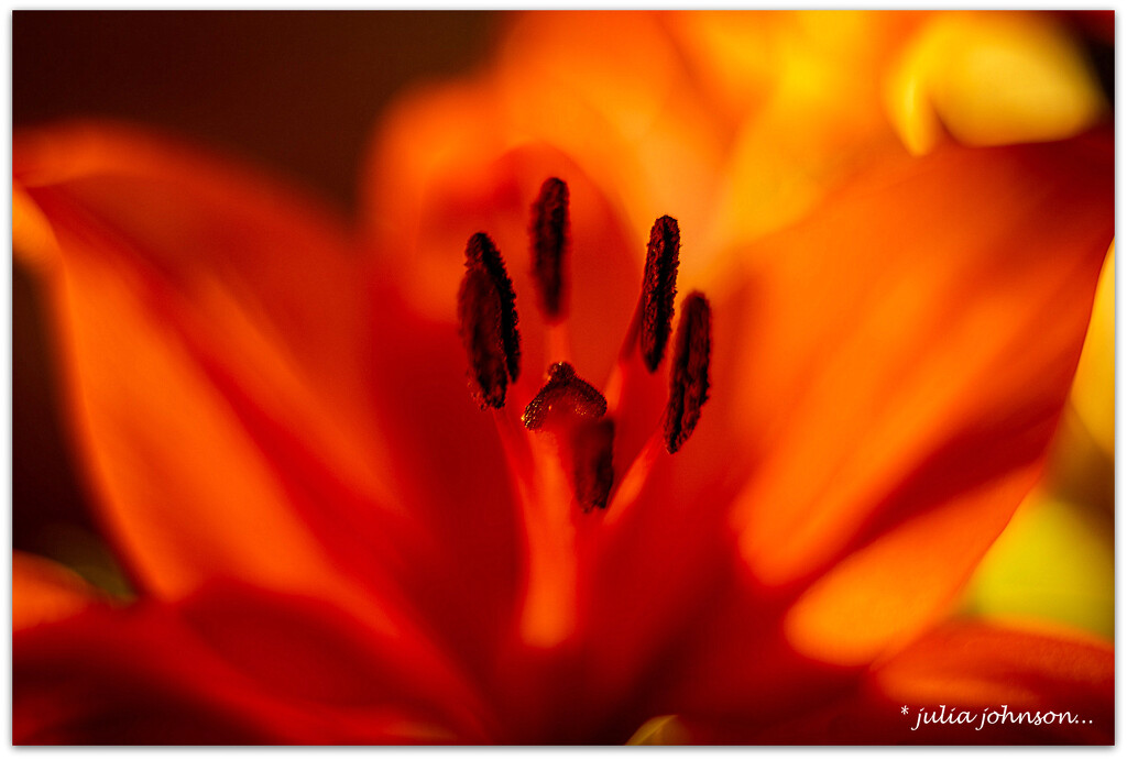 Orange Lilly.. by julzmaioro