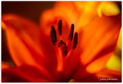 25th May 2022 - Orange Lilly..