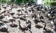 25th May 2022 - Gaggle of geese 